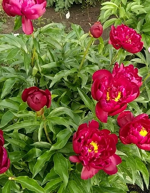 Пион травянистый Петер Бранд